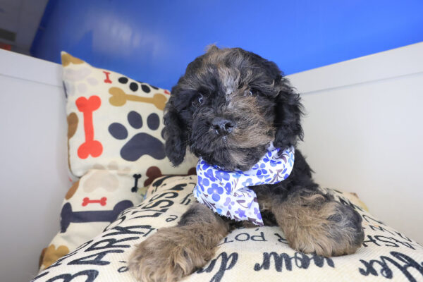 Nico Cockapoo 01