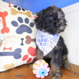 Nico Cockapoo 02