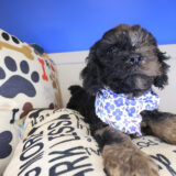 Nico Cockapoo 03