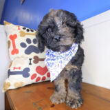 Nico Cockapoo 04
