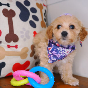 Nikki Bichapoo 01