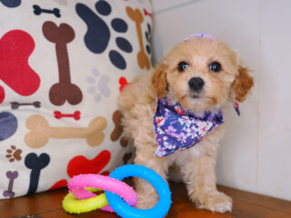 Nikki Bichapoo 01