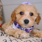 Nikki Bichapoo 02