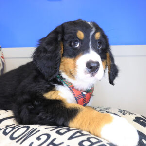 Oreo Bernese Mountain 01