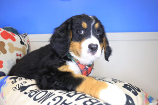 Oreo Bernese Mountain 01