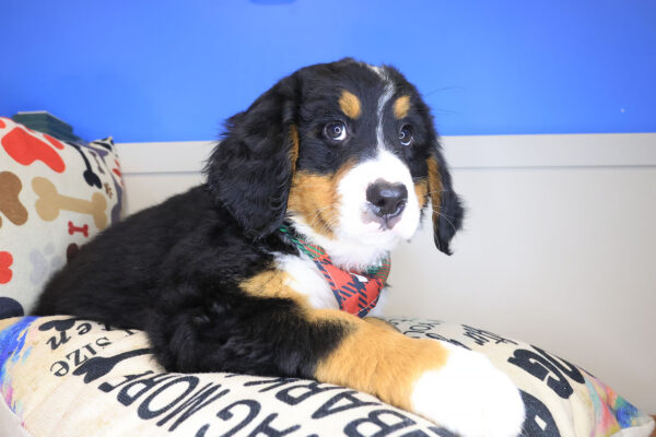 Oreo Bernese Mountain 01