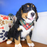 Oreo Bernese Mountain 02