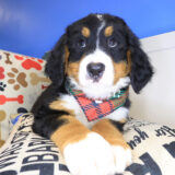 Oreo Bernese Mountain 03
