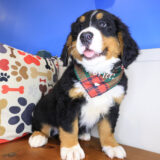 Oreo Bernese Mountain 04