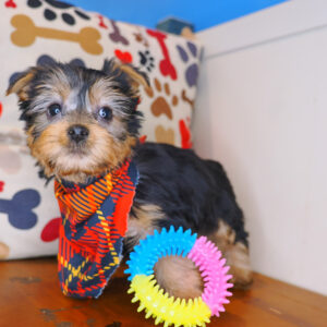 Oscar Silky Terrier 01