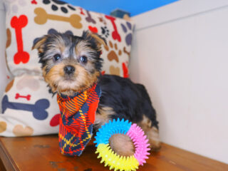 Oscar Silky Terrier 01