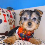 Oscar Silky Terrier 02