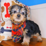 Oscar Silky Terrier 03