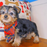Oscar Silky Terrier 04