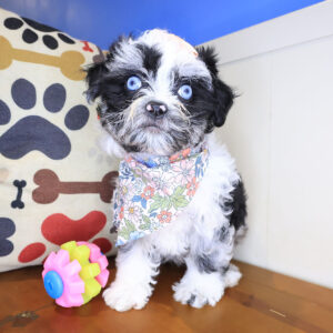 Paprika Shihpoo 01