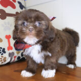 Pax Shih Tzu 01