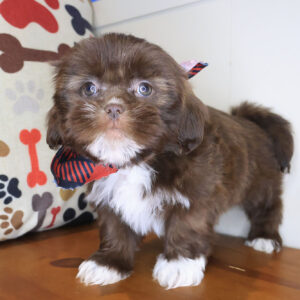 Pax Shih Tzu 01