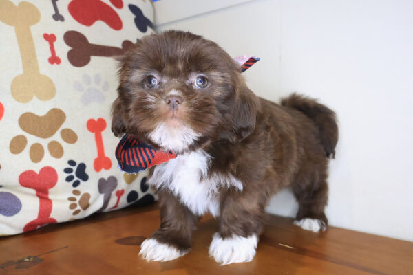 Pax Shih Tzu 01