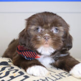 Pax Shih Tzu 02