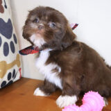 Pax Shih Tzu 03