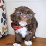 Pax Shih Tzu 04
