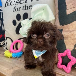 Piper Shih Tzu 01