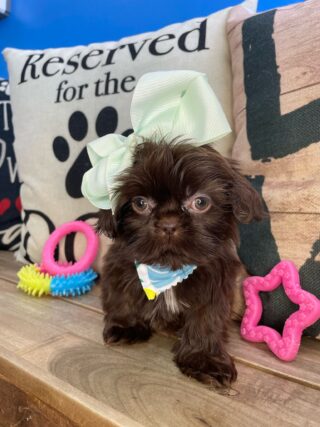 Piper Shih Tzu 01