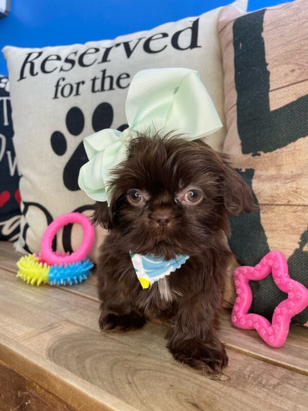 Piper Shih Tzu 01