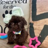 Piper Shih Tzu 02