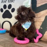 Piper Shih Tzu 03