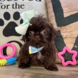Piper Shih Tzu 04