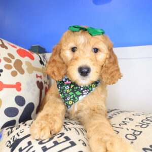 Poppyseed Goldendoodle 01