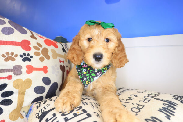 Poppyseed Goldendoodle 01