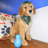 Poppyseed Goldendoodle 02