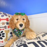 Poppyseed Goldendoodle 03