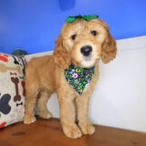 Poppyseed Goldendoodle 04