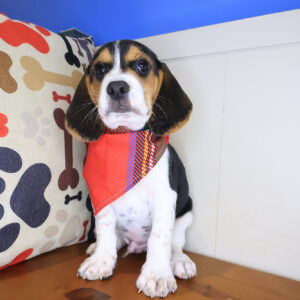 Posie Beagle 01