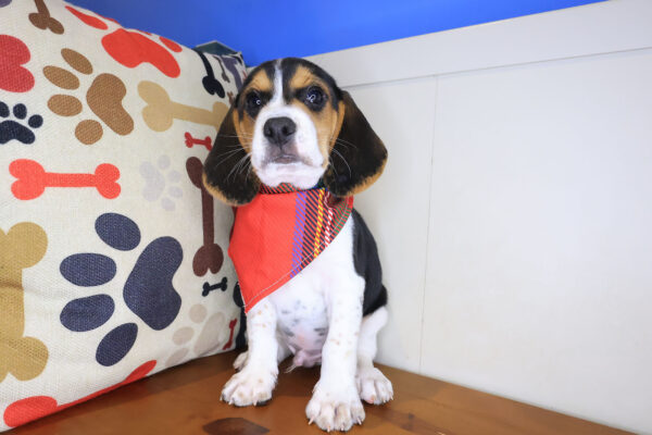 Posie Beagle 01