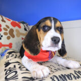 Posie Beagle 02