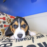 Posie Beagle 04