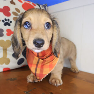 Puck Dachshund 01
