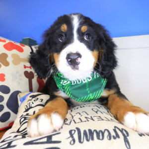 Rafferty Bernese Mountain 01