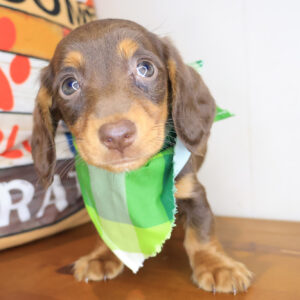 Rain Dachshund 01