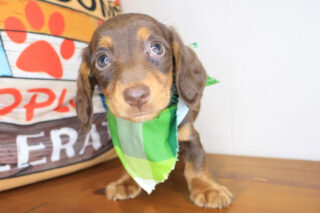 Rain Dachshund 01