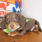 Rain Dachshund 02