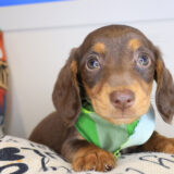 Rain Dachshund 03