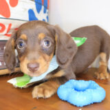 Rain Dachshund 04