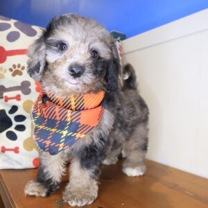 Rambo Bichapoo 01