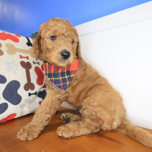 Ransom Mini Goldendoodle 01