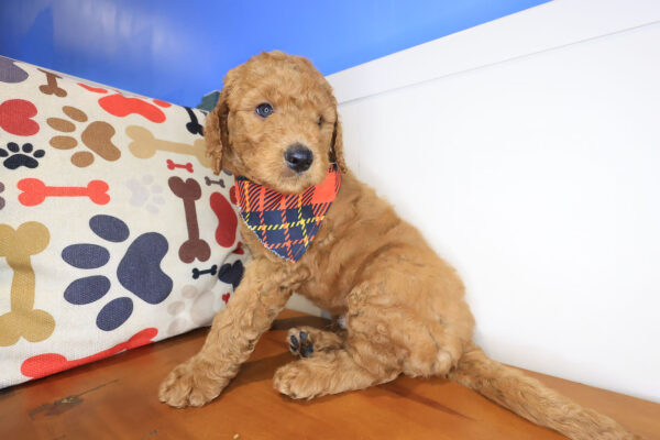 Ransom Mini Goldendoodle 01